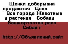 Щенки добермана  продаются › Цена ­ 45 000 - Все города Животные и растения » Собаки   . Башкортостан респ.,Сибай г.